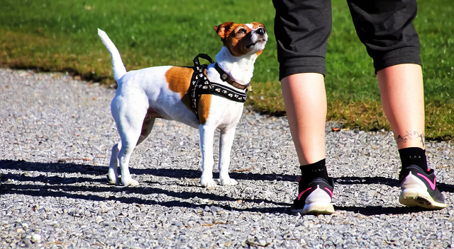 Training für Mensch und Hund St. Galler Rheintal - Liechtenstein - Buchs - Sevelen - Sargans und Umgebung.