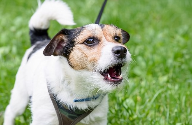 Bellender Hund - Hundeprobleme lösen
