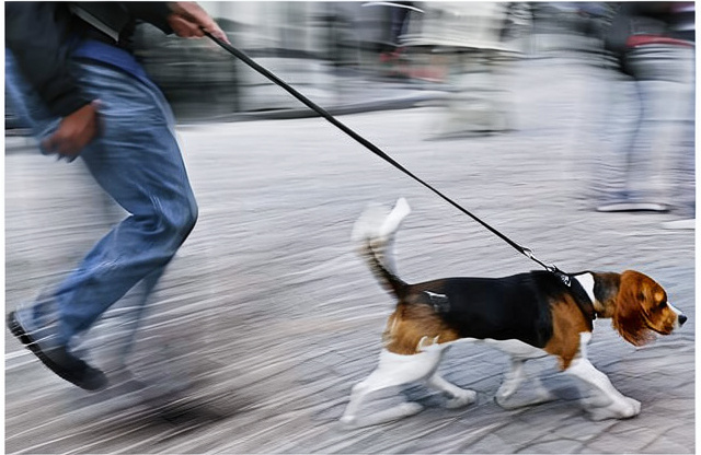 Leine ziehen beim Hund abstellen