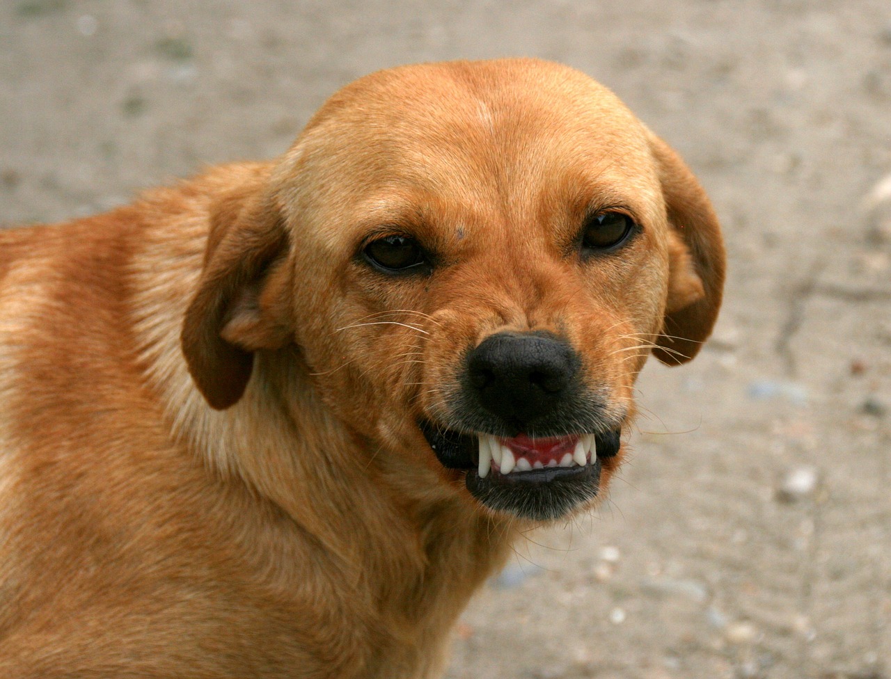 Aggressionen bei Hund löst keine Kastration