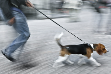 Leine ziehen beim Hund abstellen