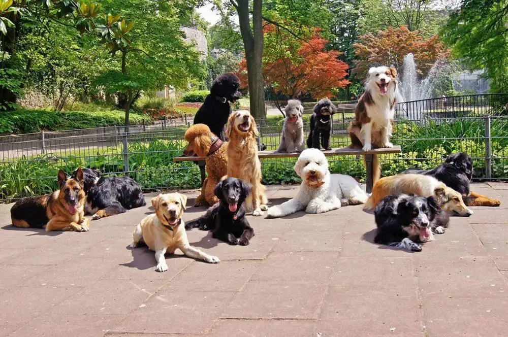 Hundeschule Rheintal SG - Hundetraining und Hundeerziehung für jeden Hund
