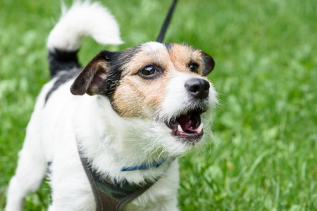 Bellender Hund - Hundeprobleme lösen