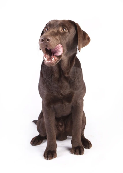 Das Beste im Napf für Hunde mit ANiFiT