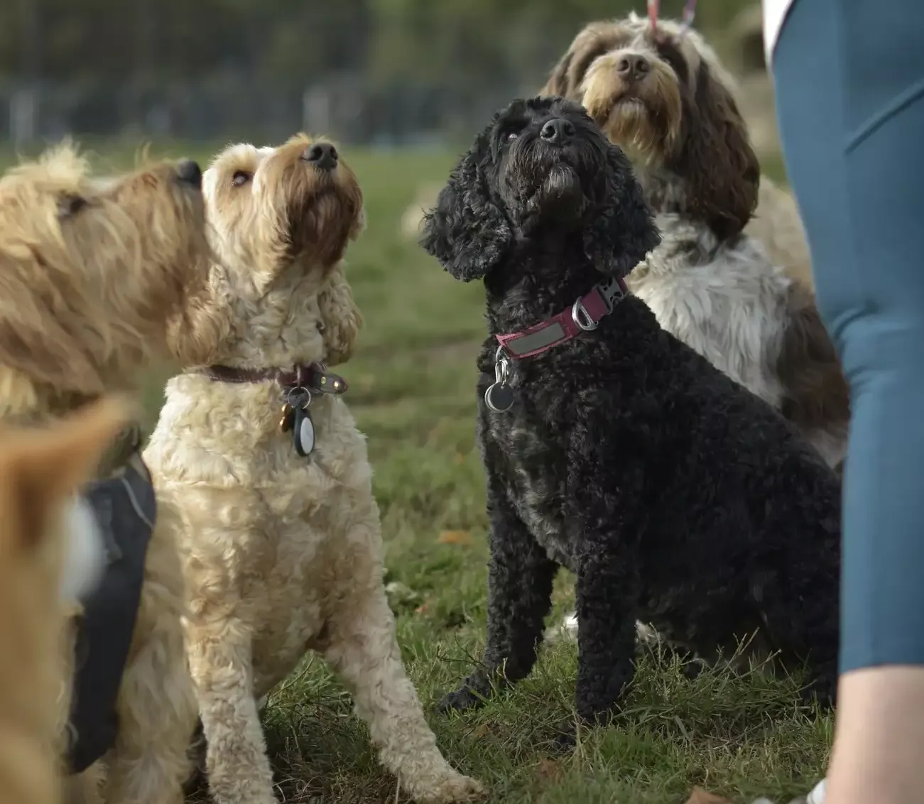 Hundeschule löst störendes Hundeverhalten gezielt