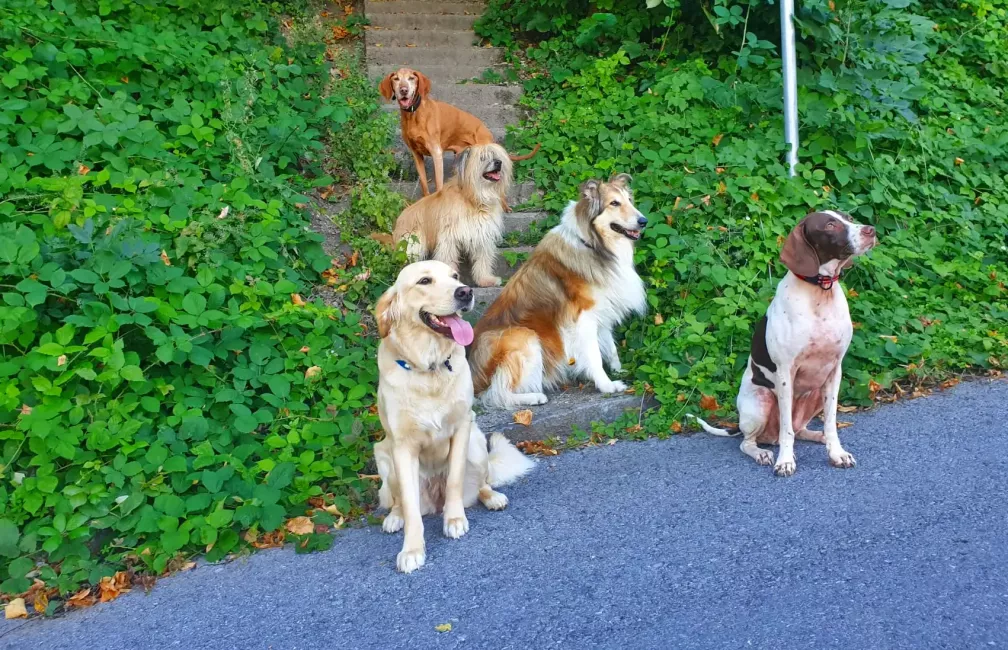 Hundeschule in der Gruppe Heerbrugg