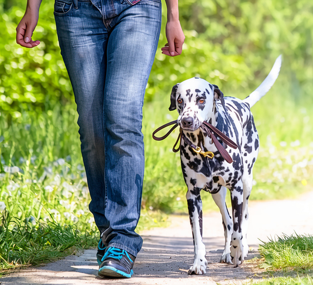 Hundetraining zum Rudelführer Rheintal SG - Liechtenstein