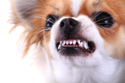 Aggressionen beim Hund lösen bei 1x1 Hundetraining