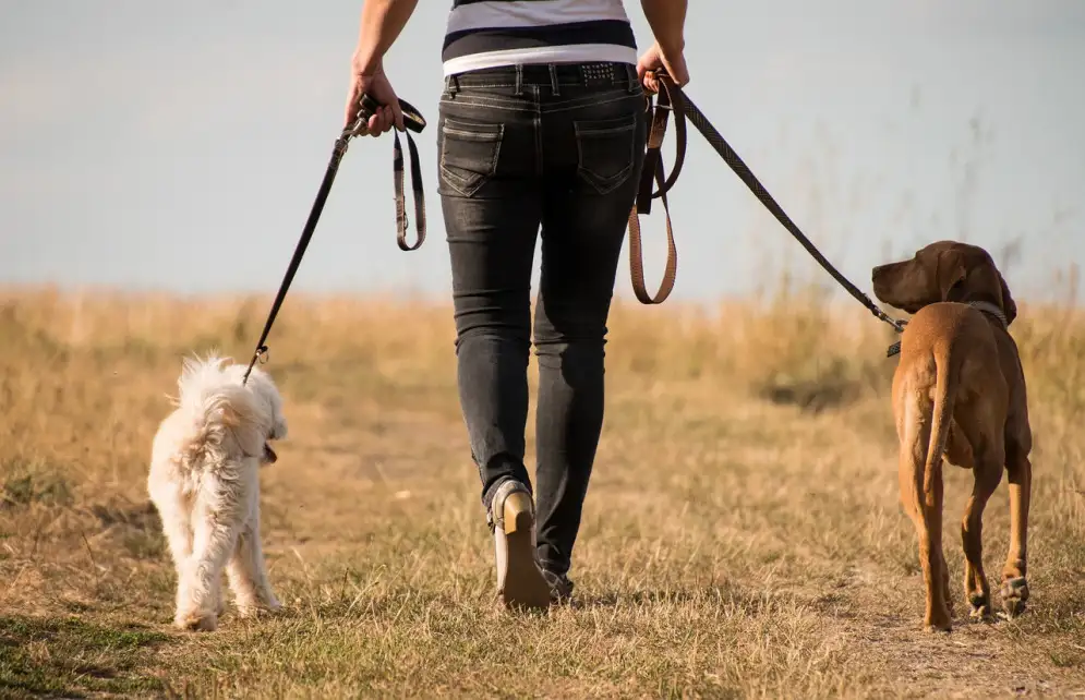 Probleme vermeiden: Hunde brauchen einen Rudelführer