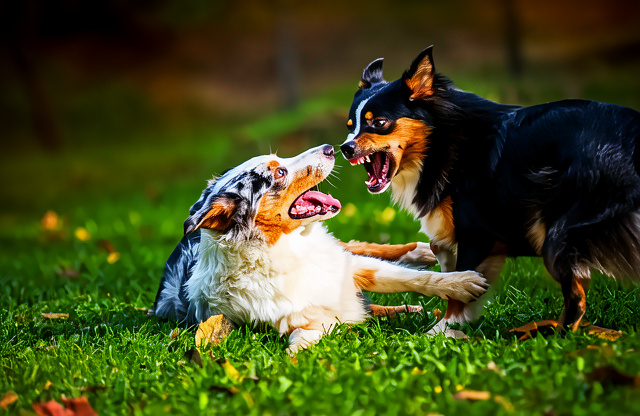 Unerwünschtes Hundeverhalten behandeln mit 1x1-Hundetraining