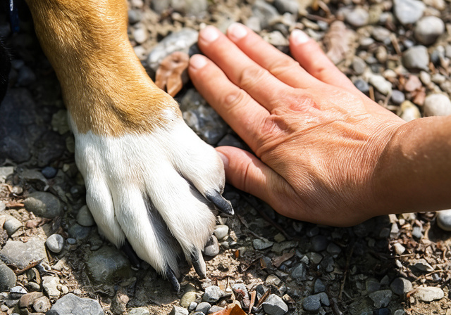 Die Hundeschule, die zu Ihnen kommt! Hundetraining in der Nähe Region Rheintal SG - Liechtenstein - Appenzell - Gaubünden
