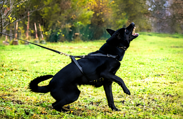 Bellen beim Hund und Leine ziehen abgewöhnen