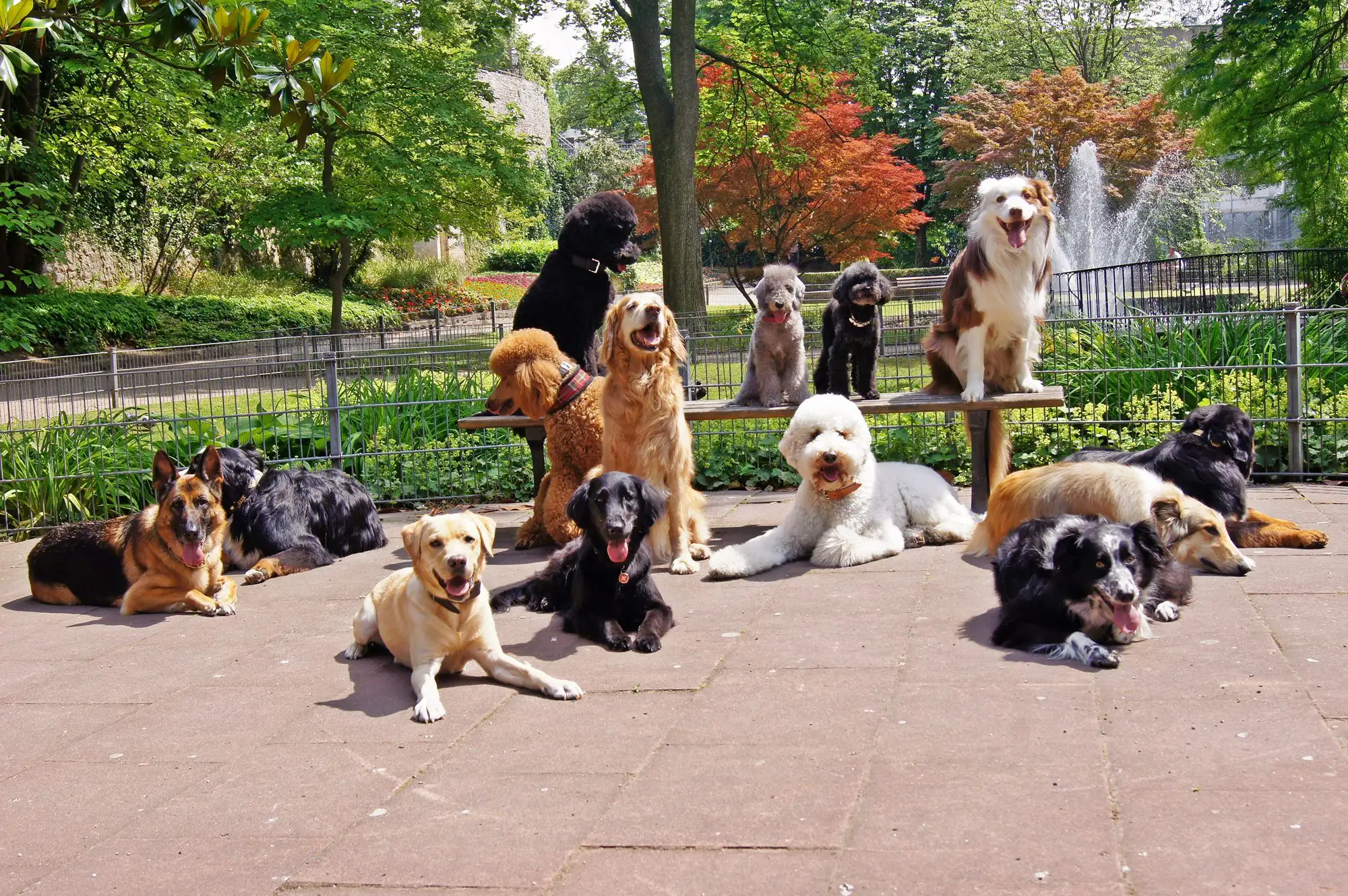 Die Hundesprache verstehen lernen: 1x1 Hundetraining