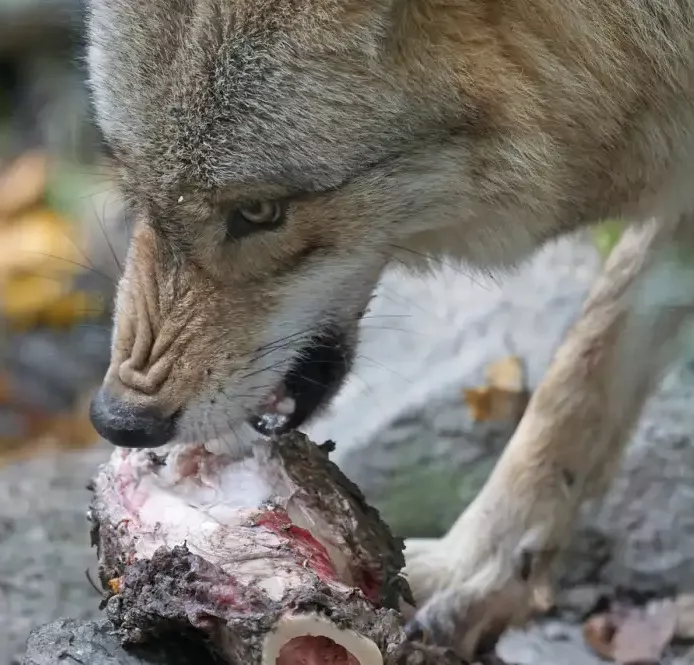 Hunde sind Fleischfresser
