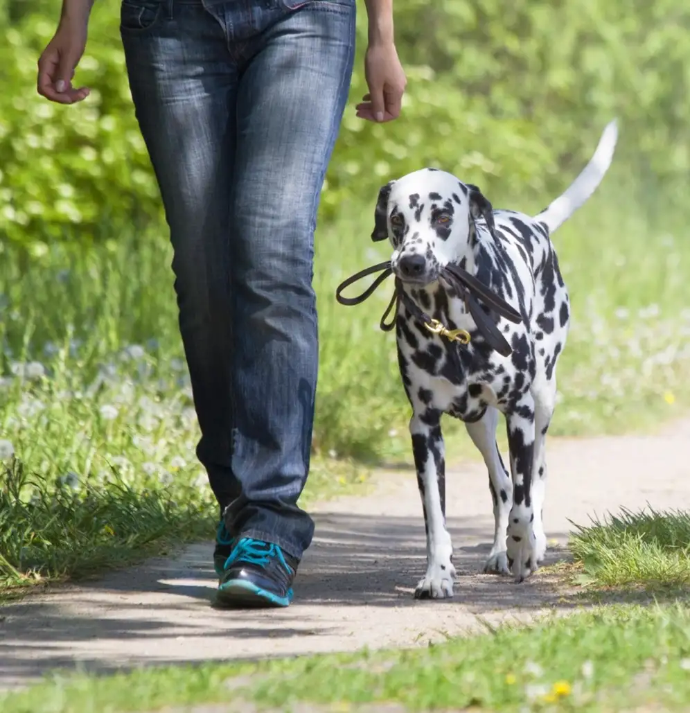 Hundetraining zum Rudelführer Rheintal SG - Liechtenstein