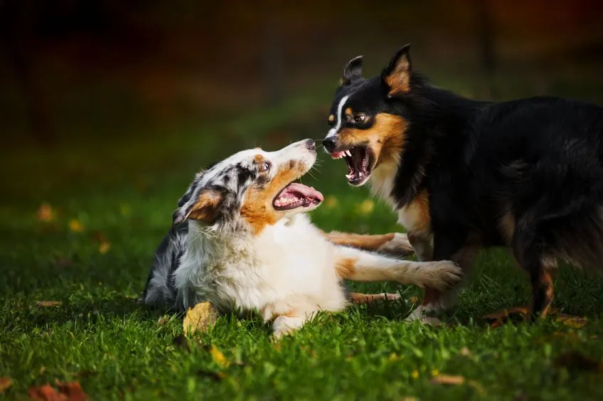 Unerwünschtes Hundeverhalten behandeln mit 1x1-Hundetraining