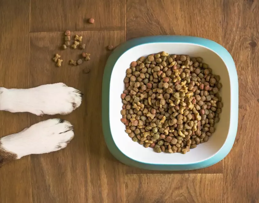 Artgerechte Ernährung bei Hunden mit ANiFiT
